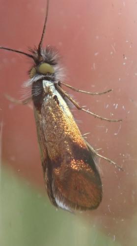 Réf. 270 592 : Nemophora sp.